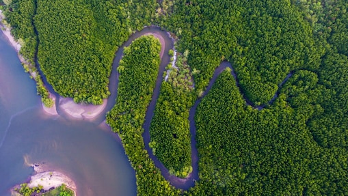 Aerial view of mangrove forest and canal, Borneo