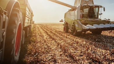 Dry field of crops being cut my a combine harvester