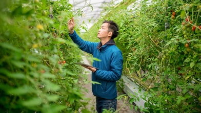 Man picking fruit in a greenhouse