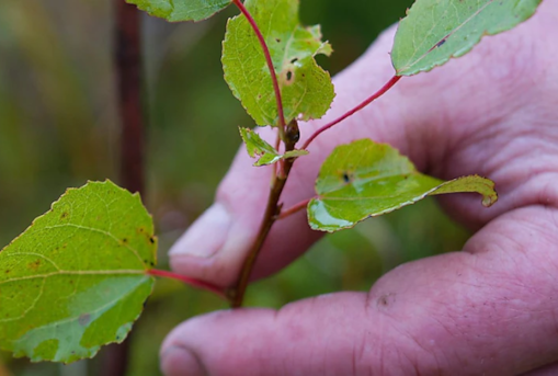 A person touching a tree branch