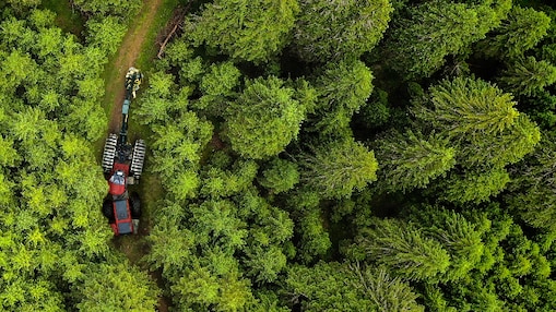 Forestry