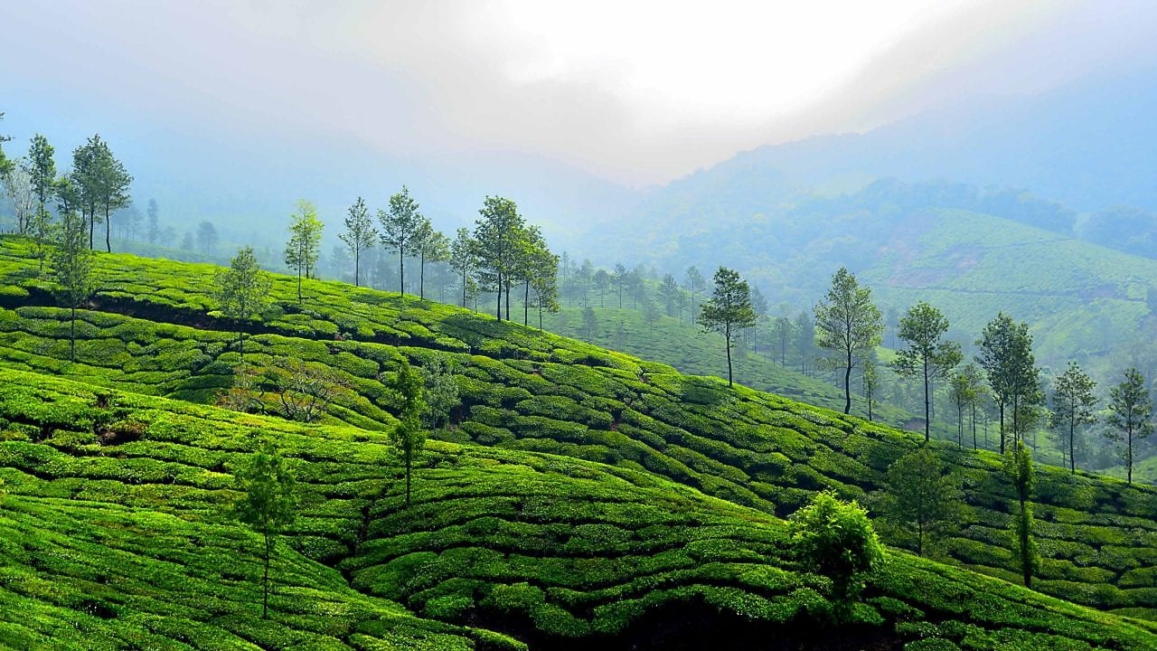 „Eine grüne Teeplantage an einem Hang mit ordentlich angelegten Reihen von Teepflanzen. Hohe Bäume sind über die Plantage verteilt, im Hintergrund sind neblige Hügel mit weiteren Bäumen zu sehen.“