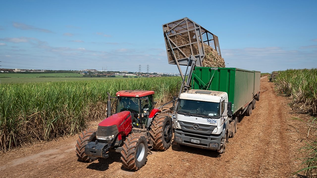 Harvesting and processing plants to produce biofuels.