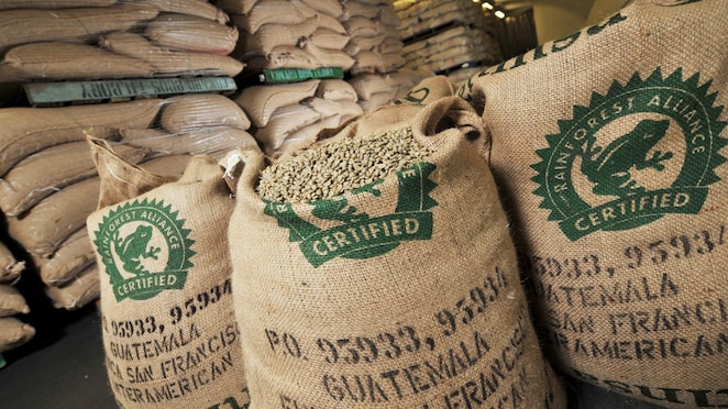 Coffee beans in sacks